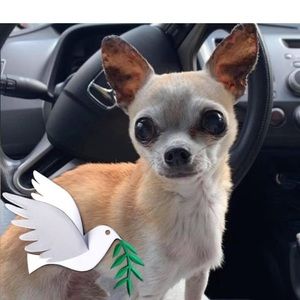 Meet your Posher, Charanjit